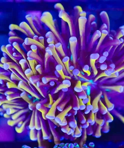 Wysiwyg Gold Torch Coral (C8)