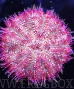 Red Pink Collector Pin Cushion **