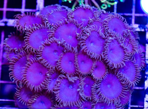 Frag Box Corals