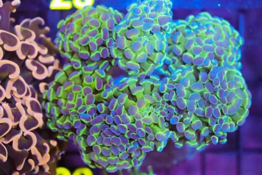 Frag Box Corals