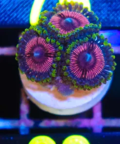 Bazookas Zoas