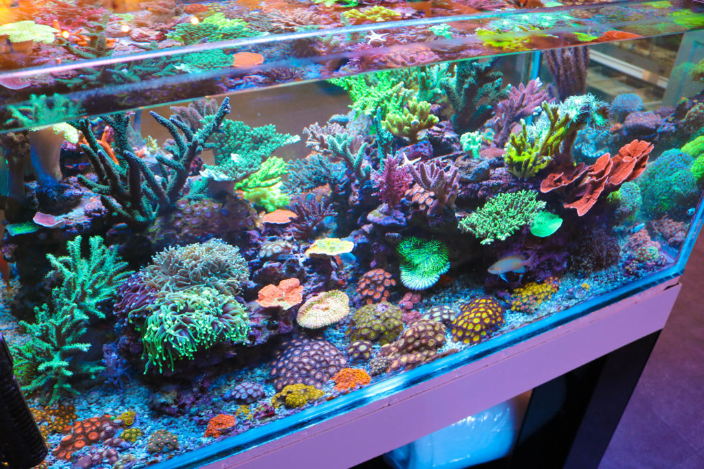 How Difficult Is It To Keep A Saltwater Aquarium ? - Frag Box Corals