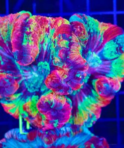 Trachyphyllia Brain Coral