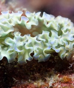 Lettuce Nudibranch