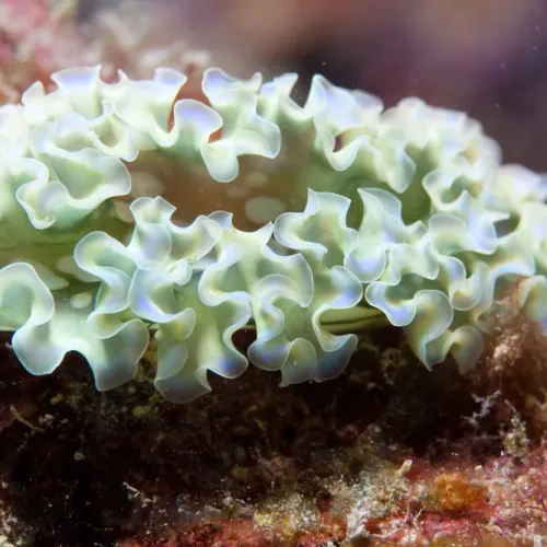 Lettuce Nudibranch
