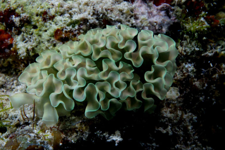 Lettuce Nudibranch Frag Box Corals
