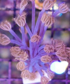 Cespitularia Coral Frag  (Row #40:B)