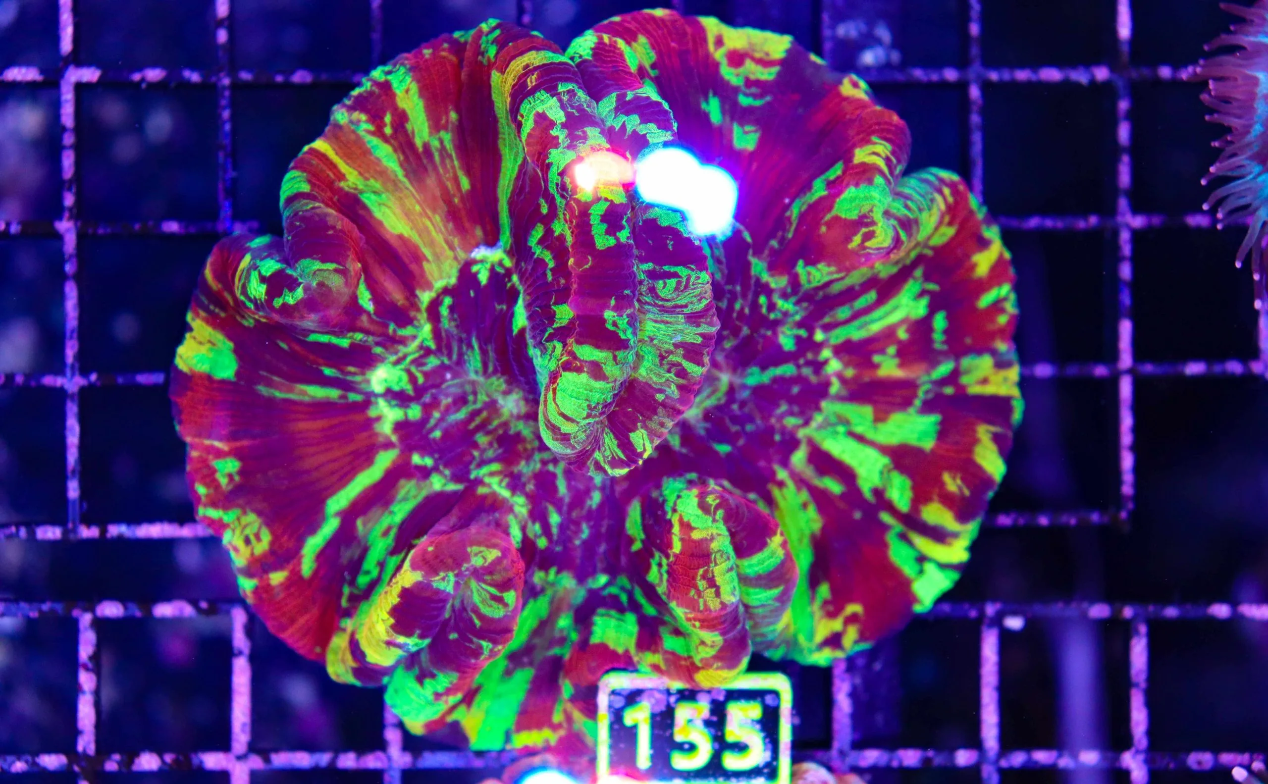 Coral sale