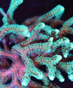 Green Paradise Birdsnest Coral Frag (Row #22)