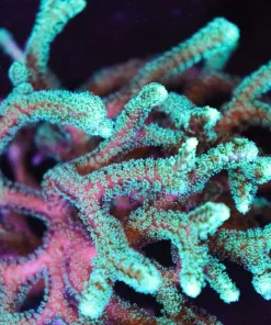 Green Paradise Birdsnest Coral Frag