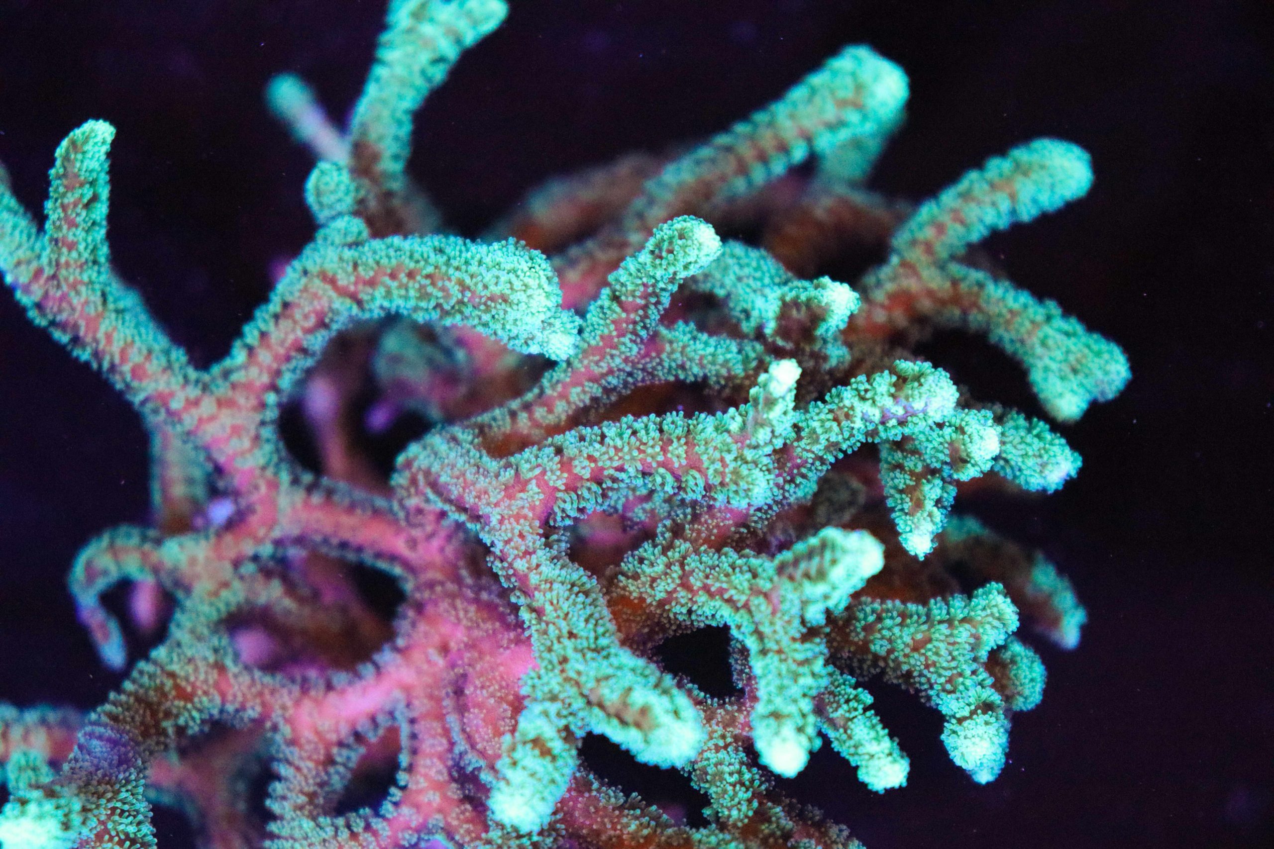 Green Birdsnest Coral Frag - Frag Box Corals