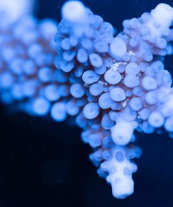 Acropora Formosa