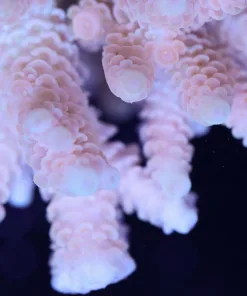 Acropora Hyacinthus