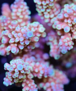 Magic Johnson Acropora
