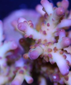 Acropora Loripes