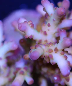 Acropora Loripes
