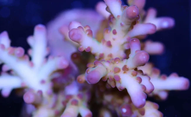Acropora Loripes