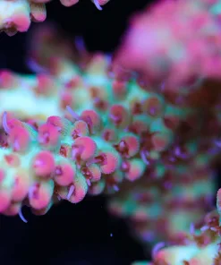 Strawberry Shortcake Acropora