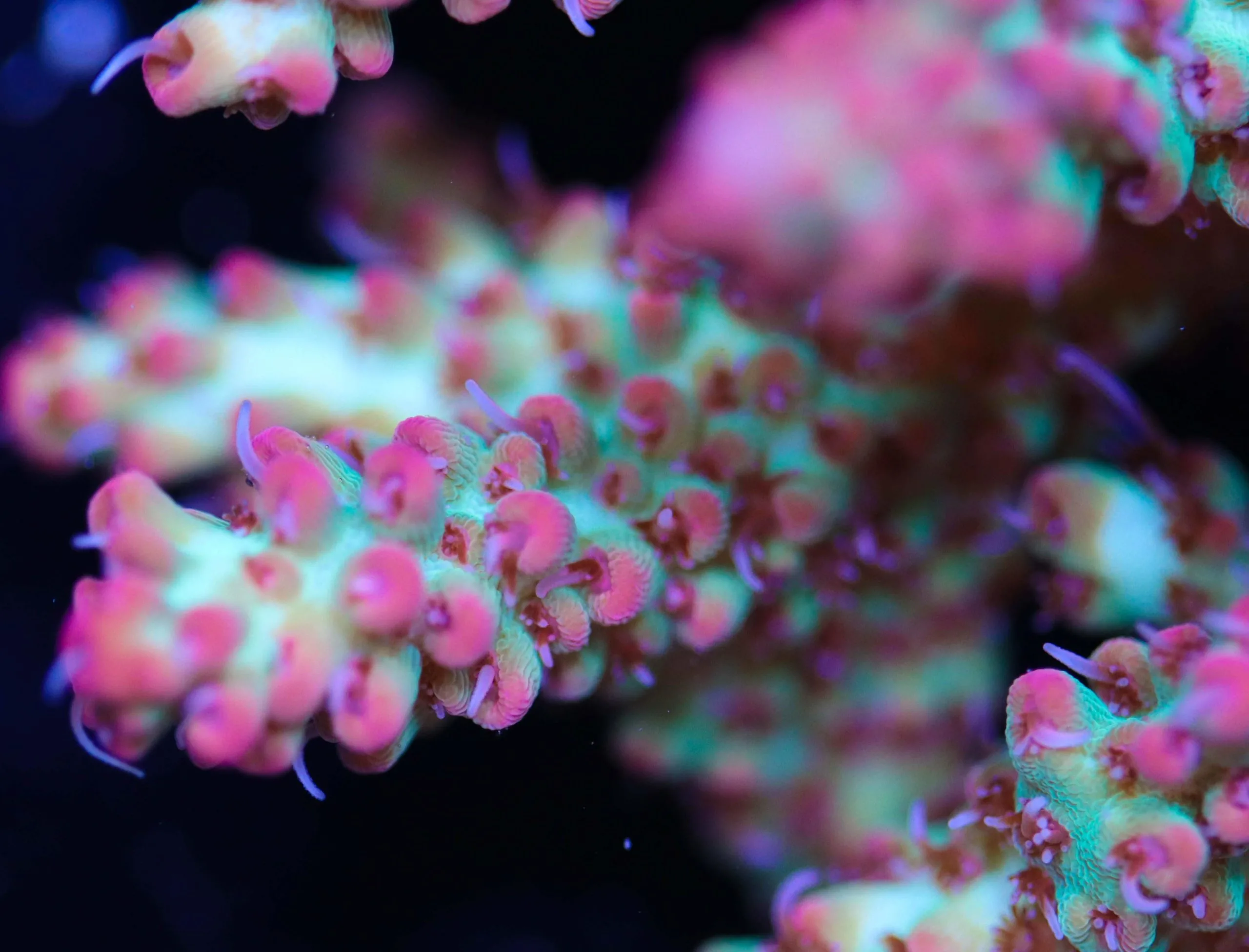 Strawberry Shortcake