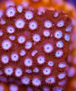 Redwine Cyphastrea Coral Frag