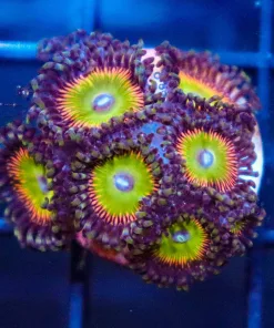 Raptors Rainbow Zoa