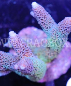 Acropora Aspera