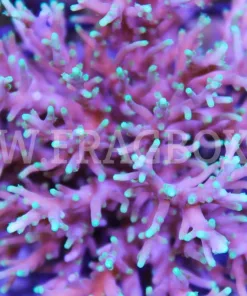 Acropora Carduus