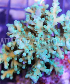 Acropora Echinata
