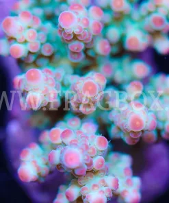 Acropora Florida Frag