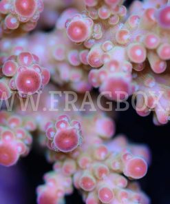 Acropora Florida