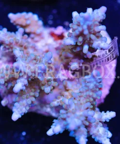 Acropora Gomezie
