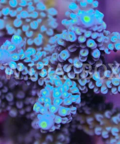 Acropora Hoeksemai