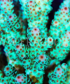 Acropora Sarmentosa