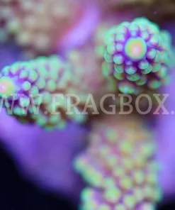 Acropora Secale