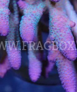 Acropora Spathulata