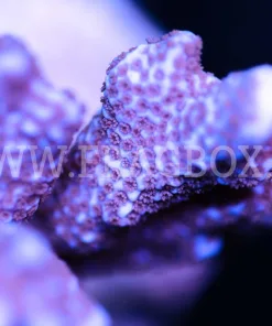Blue Montipora Digitata