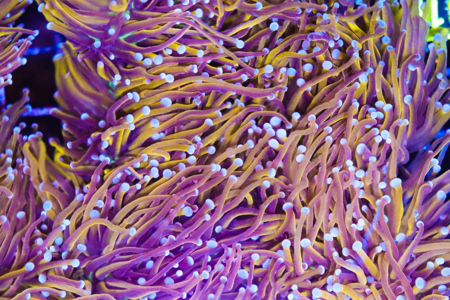 Indo Gold Torch Frag (Row 66) Frag Box Corals