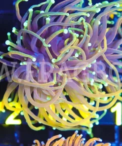 Dragon Soul Torch (L1)