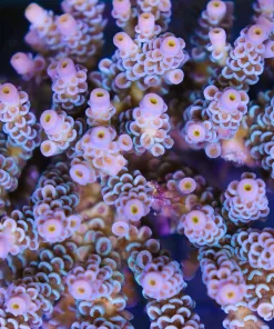 Aussie Acropora Tenuis