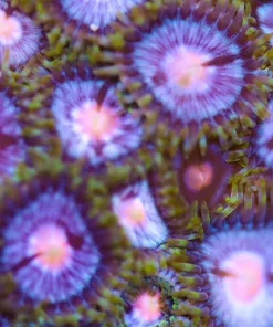 Fairy Dust Zoa