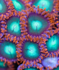 Goblins On Fire Zoa