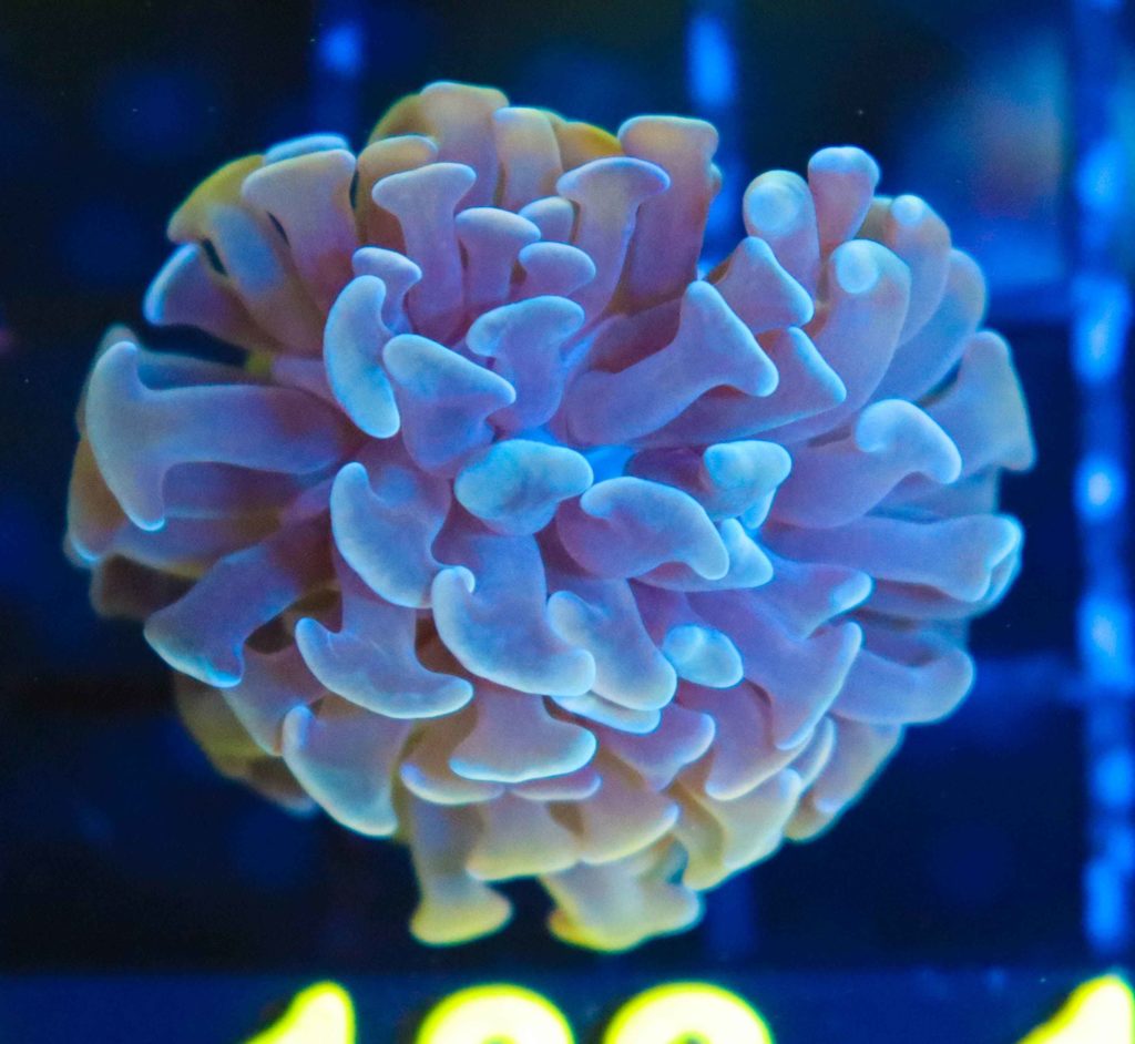 Frag Box Corals
