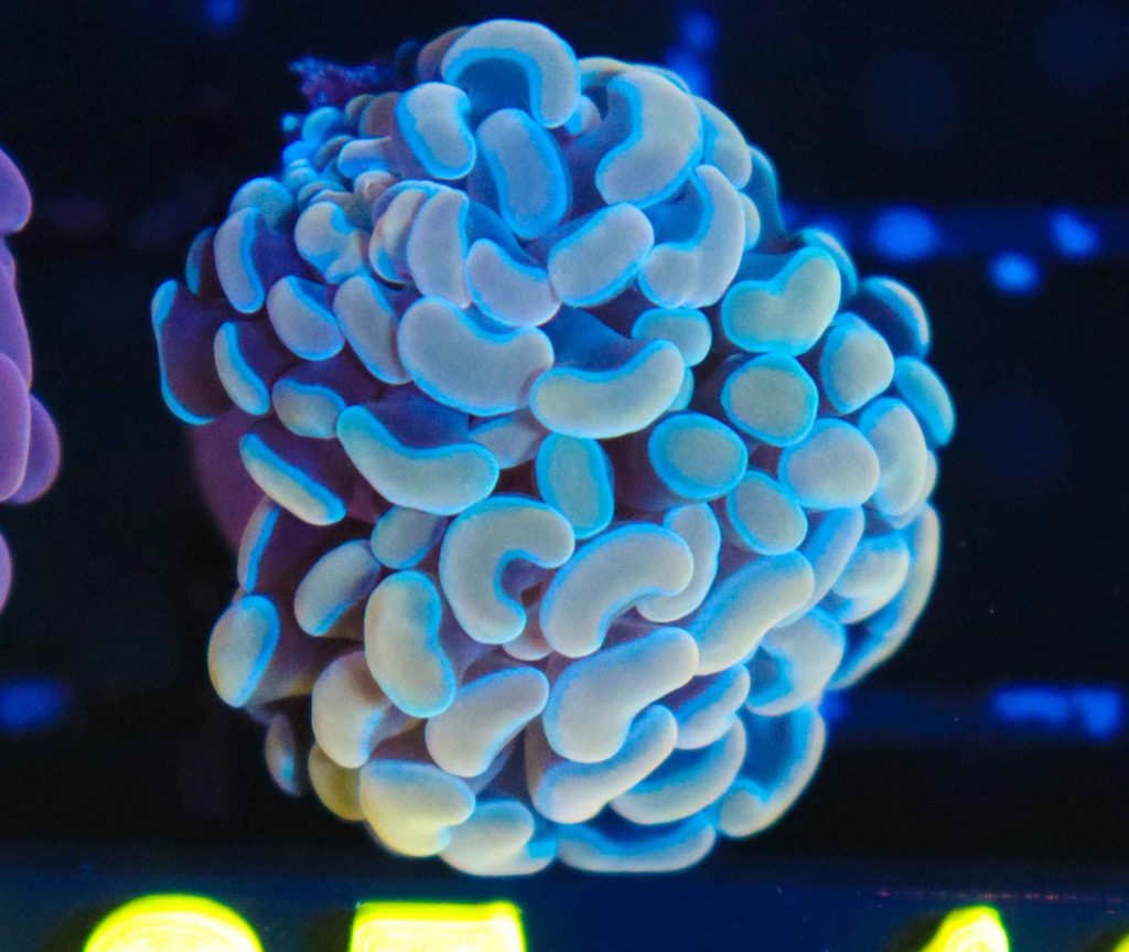 Frag Box Corals