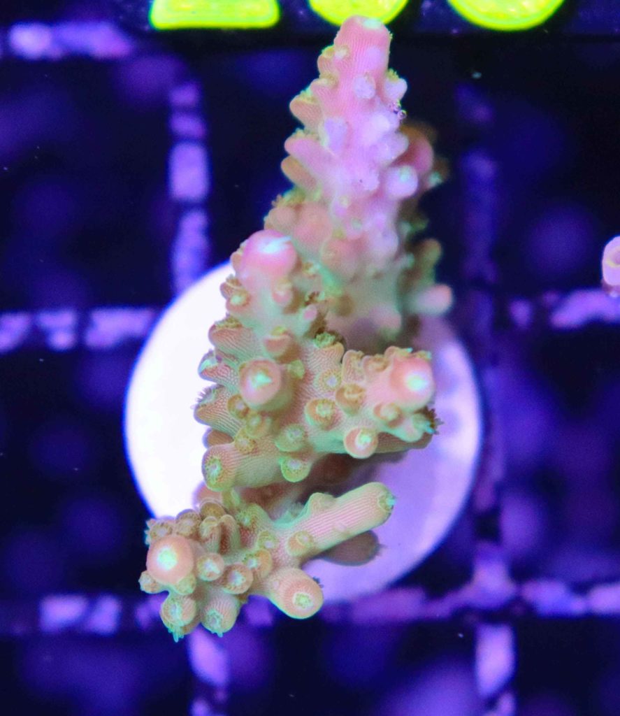 Frag Box Corals