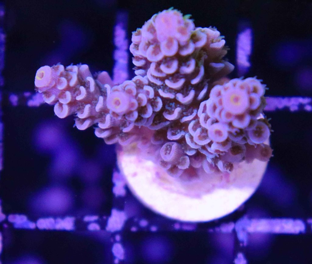Frag Box Corals
