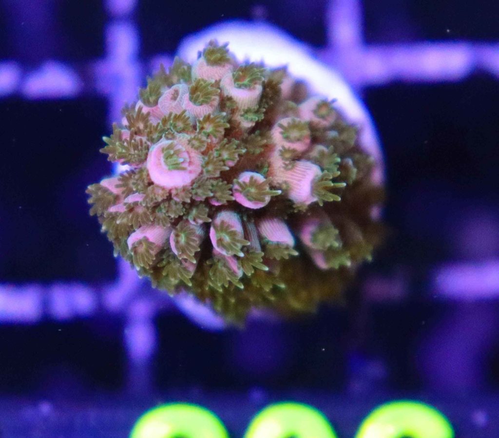 Frag Box Corals