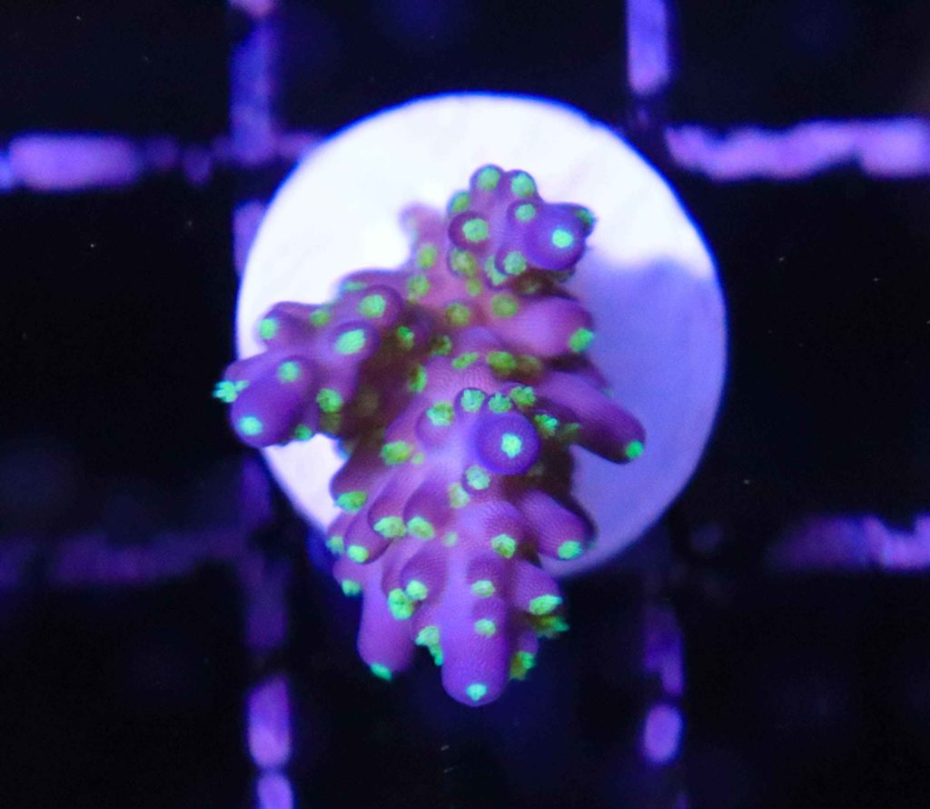 Frag Box Corals