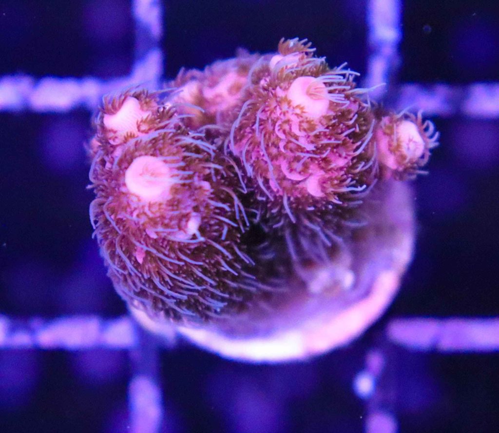 Frag Box Corals
