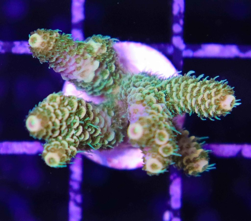 Frag Box Corals