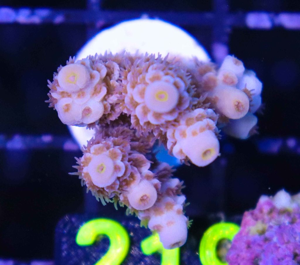 Frag Box Corals